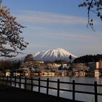 高松の池「冬桜」