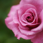 ショッキング ブルー (Rosa Shocking Blue)