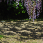 藤公園