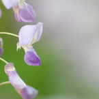 Pure Violet