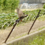 むくどり