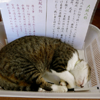 Siesta : We Love Cat