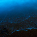 夜光虫 (Noctiluca scintillans)