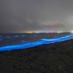 夜光虫 (Noctiluca scintillans)