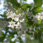 エゴの花。