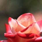 ＲＯＳＥ