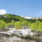 新緑の山