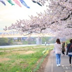 お花見びより