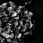Botanic Garden 6