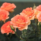 Rose Garden
