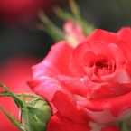 Rose Garden