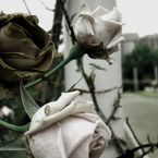 薔薇　朽