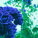 薔薇　マーメイドの森で