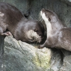 海遊館 カワウソ