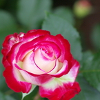 IMGP7799