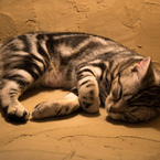 zzz
