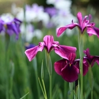 花菖蒲1