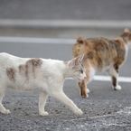 野良猫たくさん①