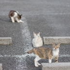 野良猫たくさん②