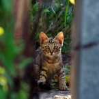 隠れていた子猫