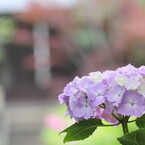 あじさい寺１４