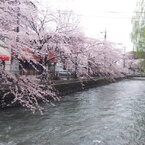 しだれ桜