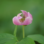 木陰に咲く