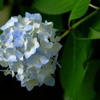 紫陽花