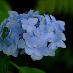 紫陽花