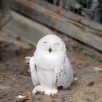 京都市動物園15
