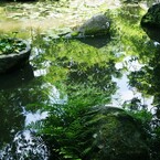 新緑の池Ⅴ