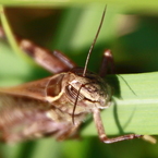 あっぷっぷ　IMG_3088tr