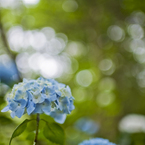 紫陽花　6