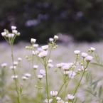 ハルジオンの花束