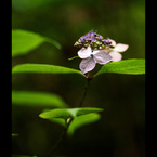 天上の華