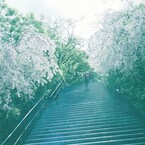 勝尾寺の階段にて