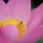 蓮華