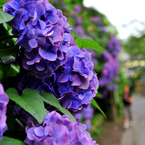 紫陽花_4