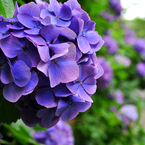 紫陽花_5