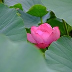 蓮華