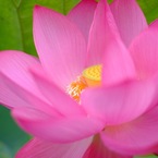 蓮華