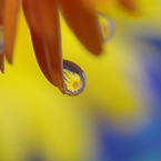 Flower in the drop #02