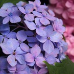 万博紫陽花祭 006