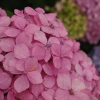 万博紫陽花祭 009