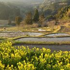 里山の春