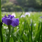 菖蒲も...