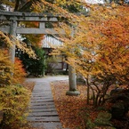 オレンジ紅葉