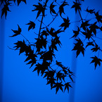 紅葉、見上げて。