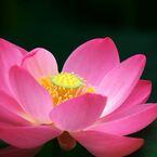 大賀蓮 (13)