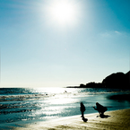 浜辺の記憶2012-2013DSC02447